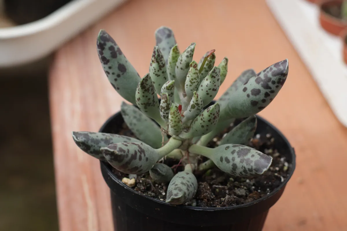Adromischus cooperi