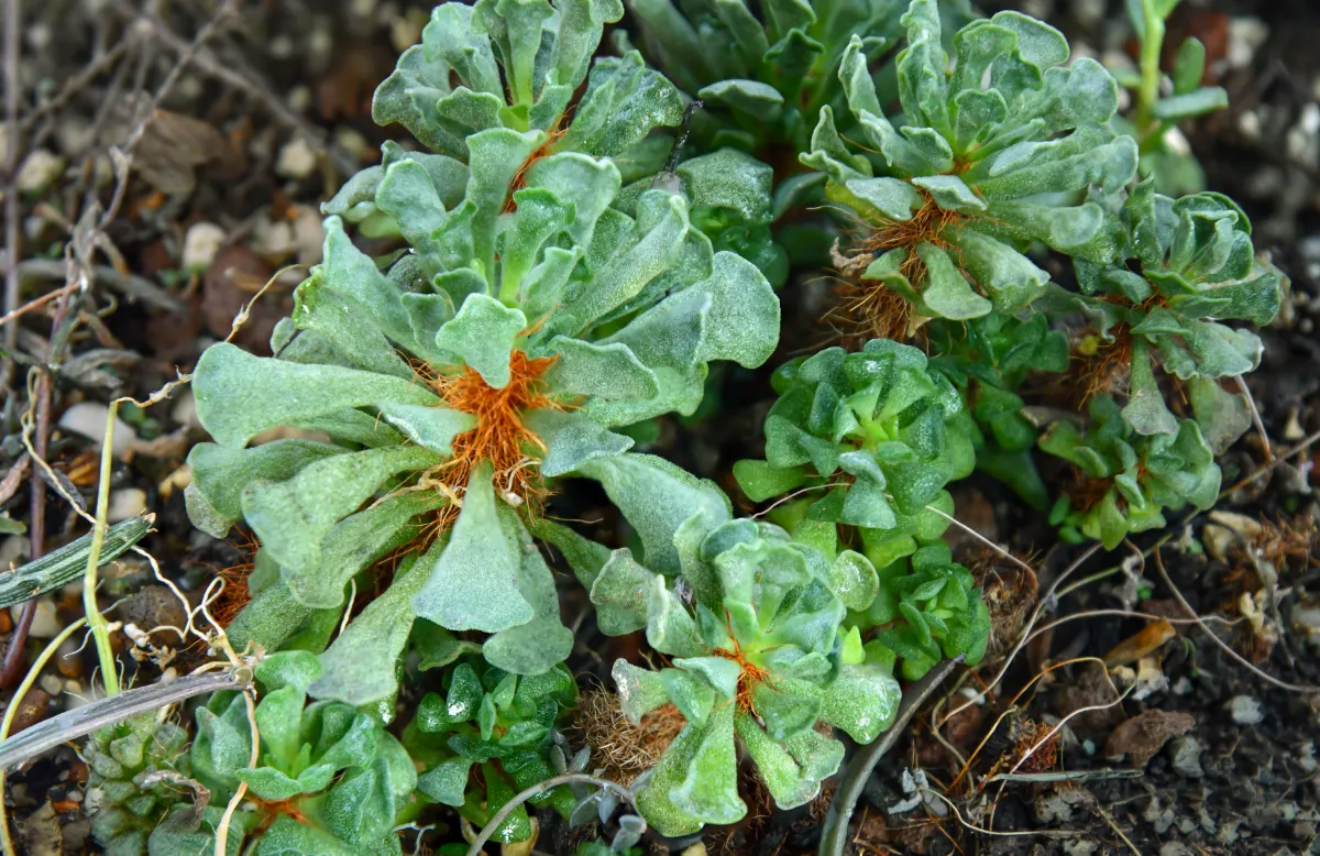 Adromischus cristatus