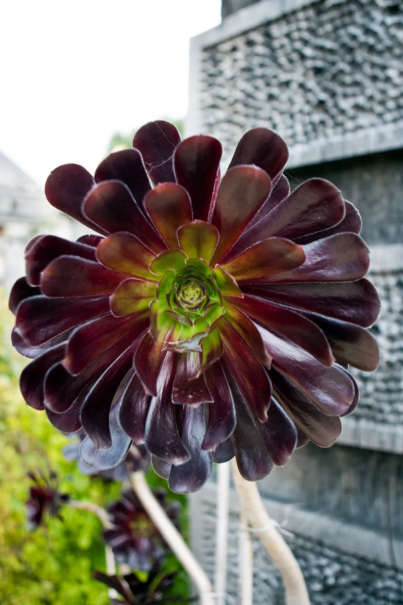 Aeonium arboreum 'Zwartkop'