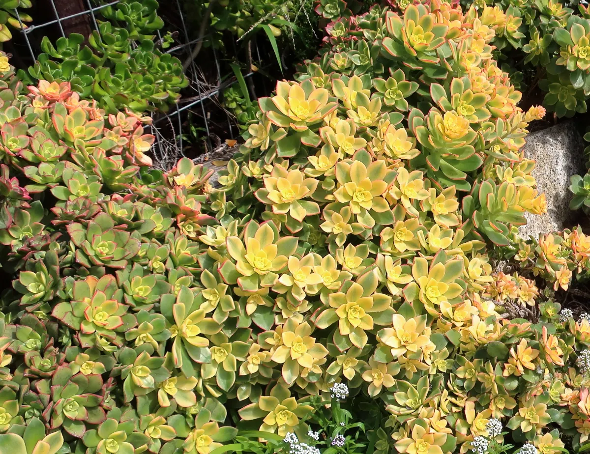 Aeonium haworthii 'Dream Color'