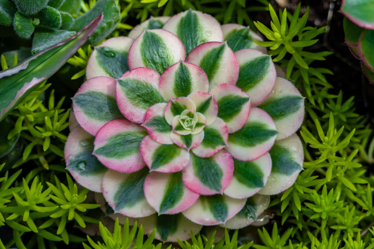 Aeonium 'Pink Witch'
