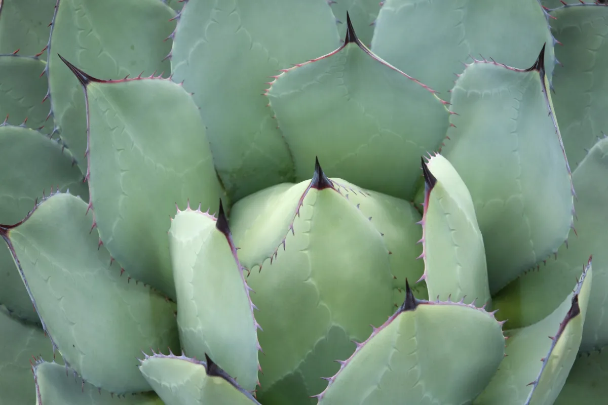 Agave potatorum