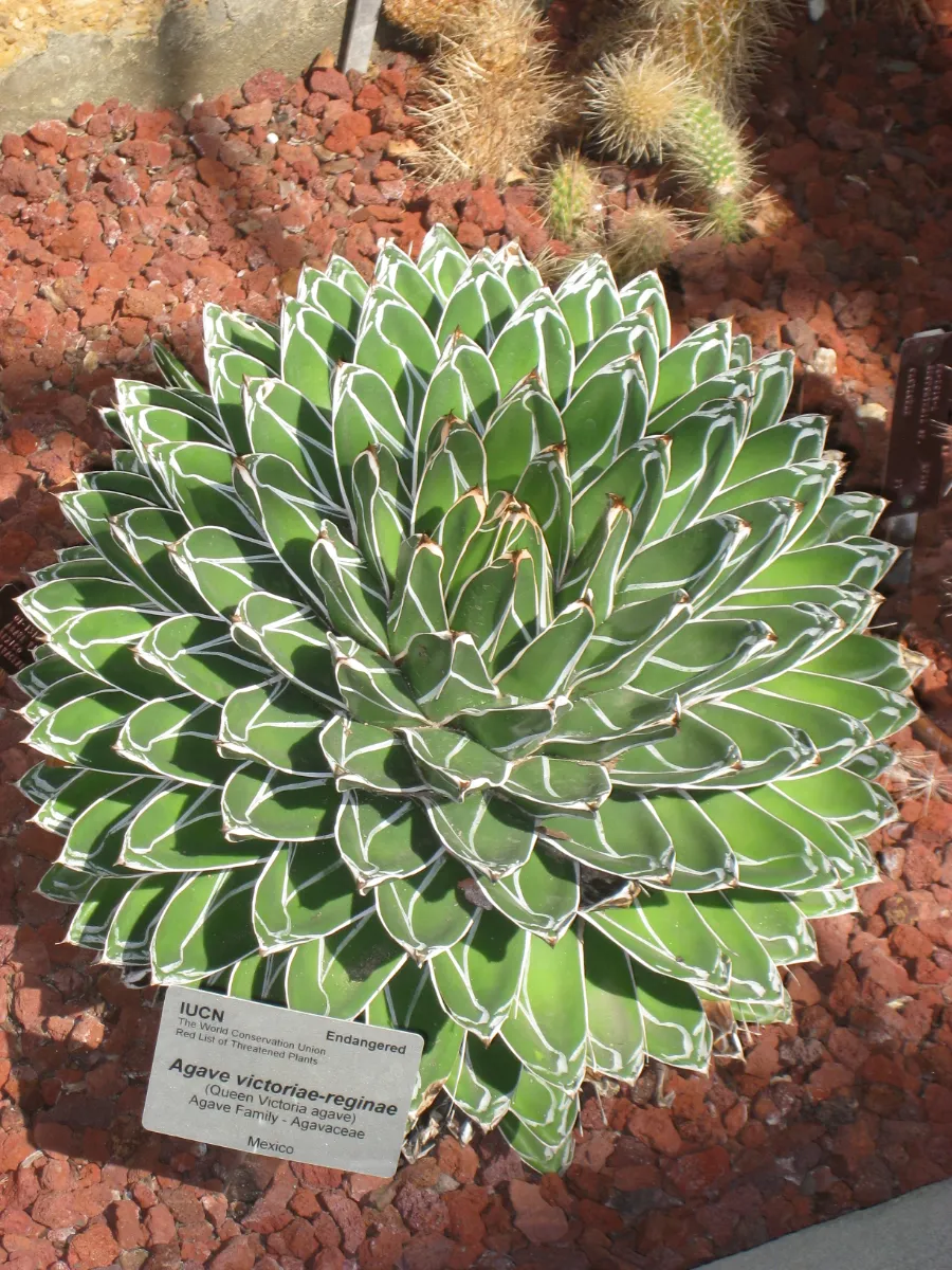 Agave victoriae-reginae