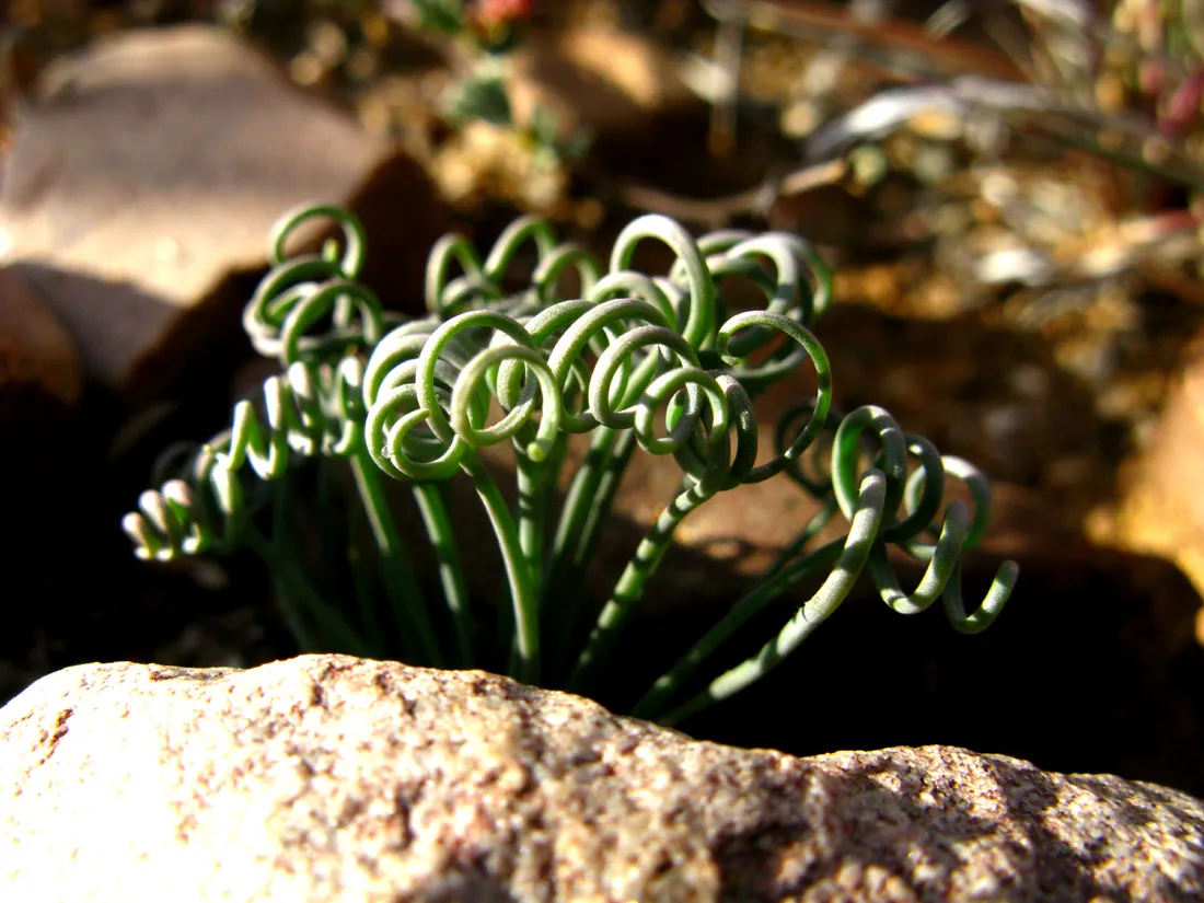Albuca spiralis
