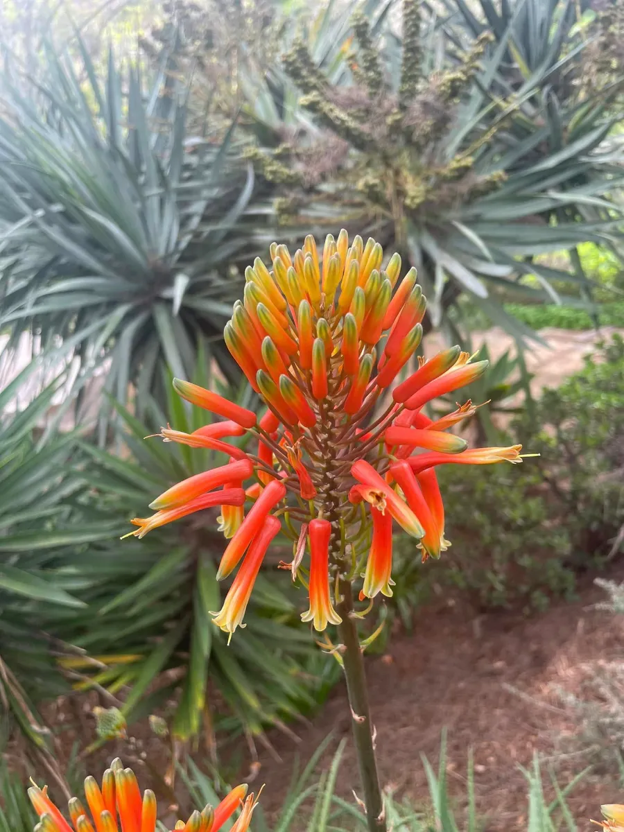 Aloe arborescens