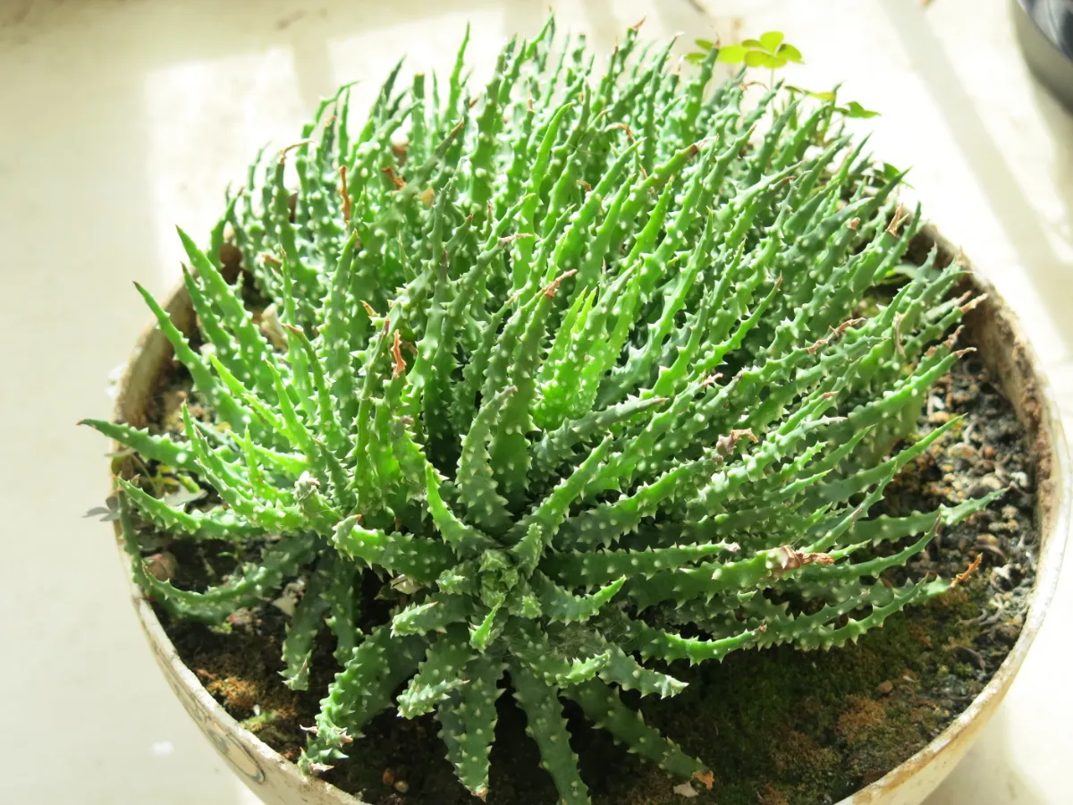 Aloe humilis
