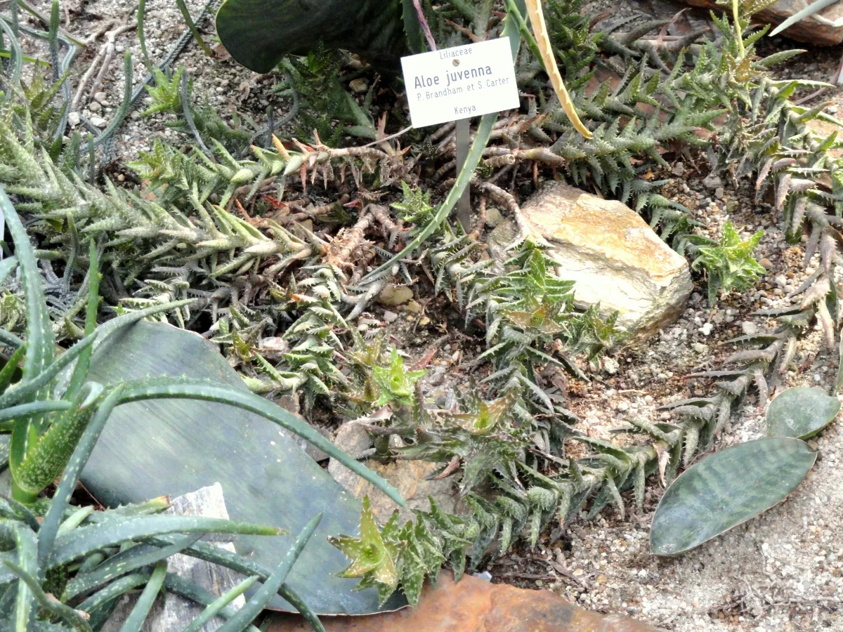 Aloe juvenna