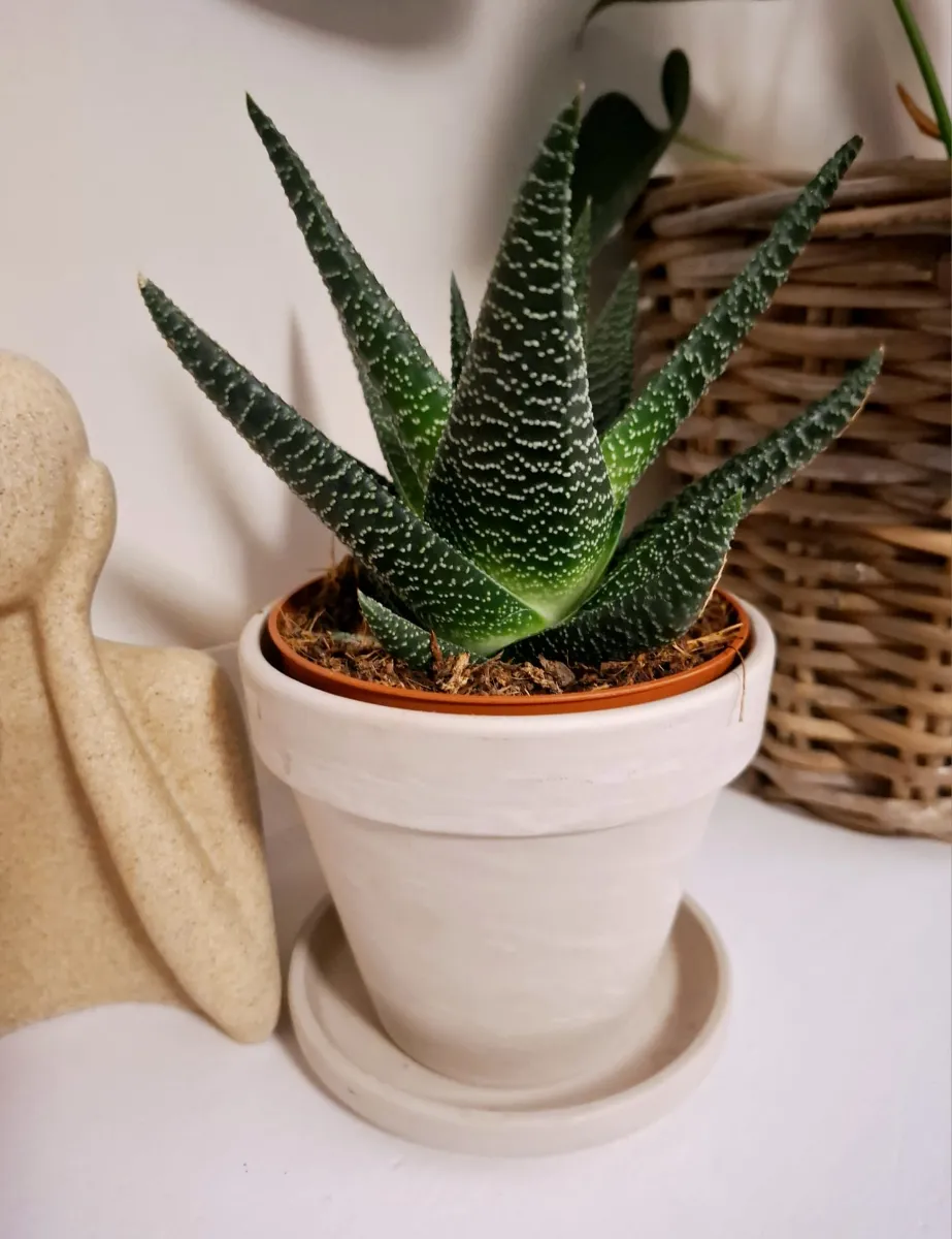 Aloe 'Safari Kerio'