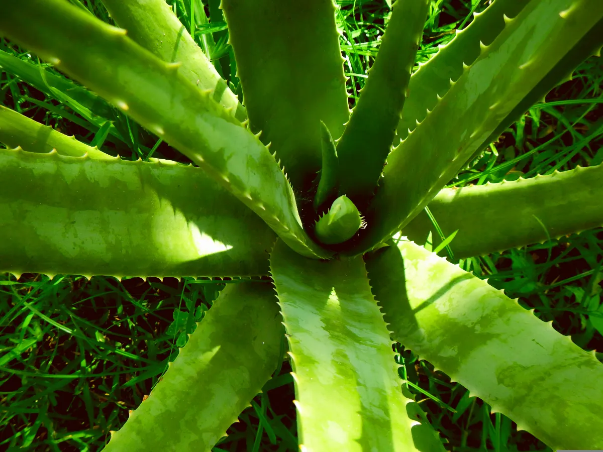 Aloe vera