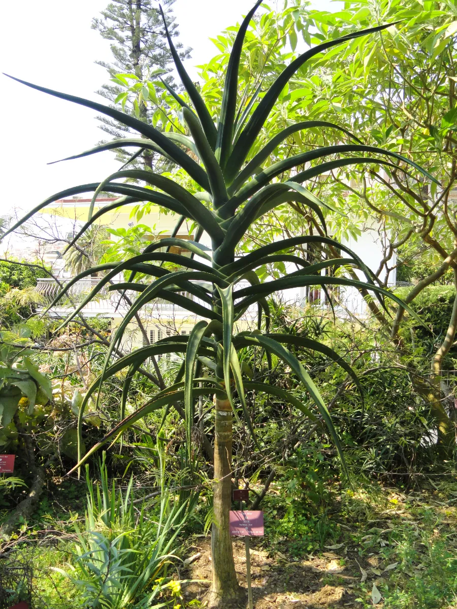 Aloidendron barberae