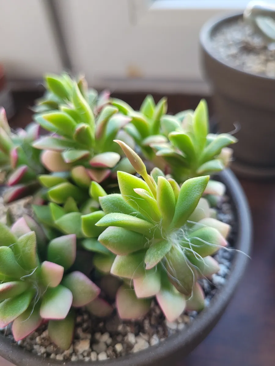 Anacampseros rufescens