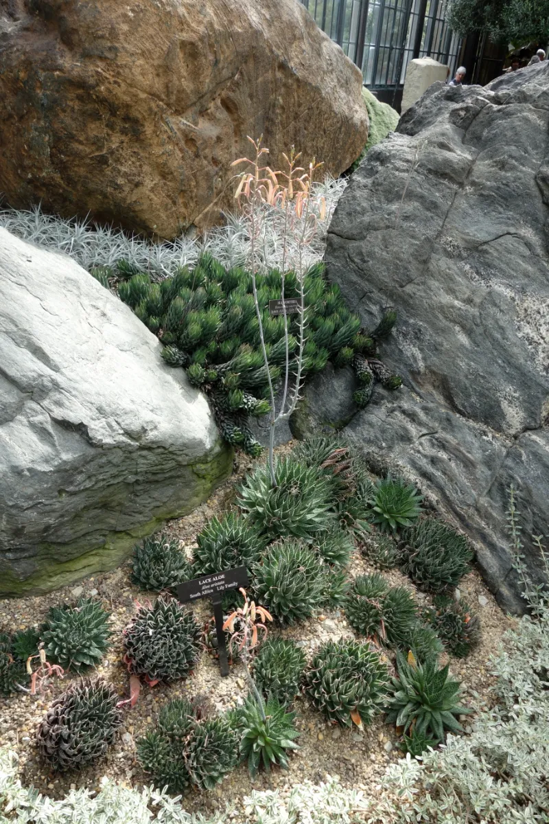 Aristaloe aristata