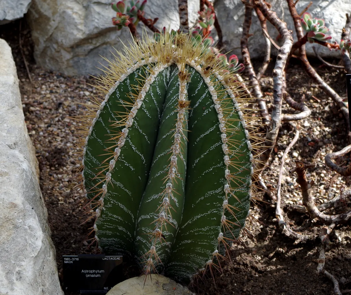 Astrophytum ornatum