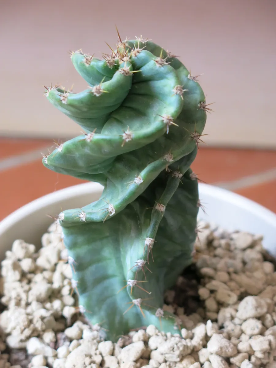 Cereus 'Spiralis'