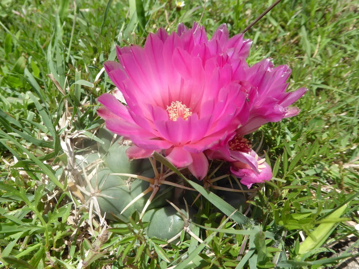 Coryphantha elephantidens
