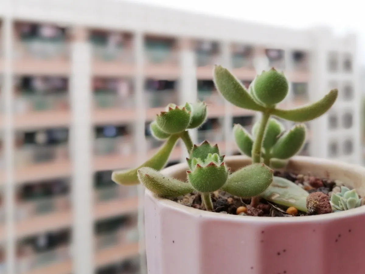 Cotyledon tomentosa