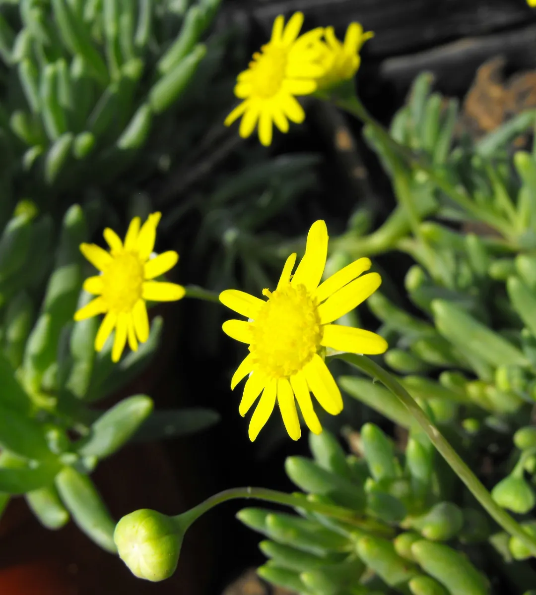 Crassothonna capensis