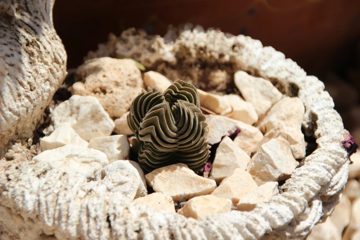 Crassula 'Buddha's Temple'