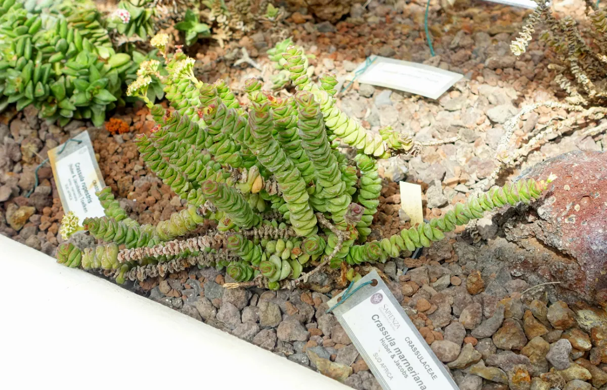 Crassula marnieriana 'Hottentot'