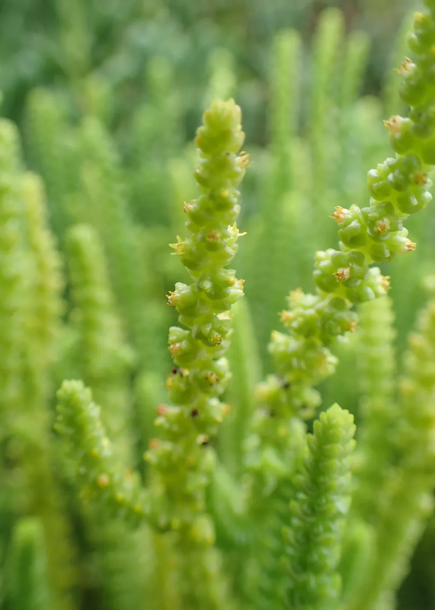 Crassula muscosa
