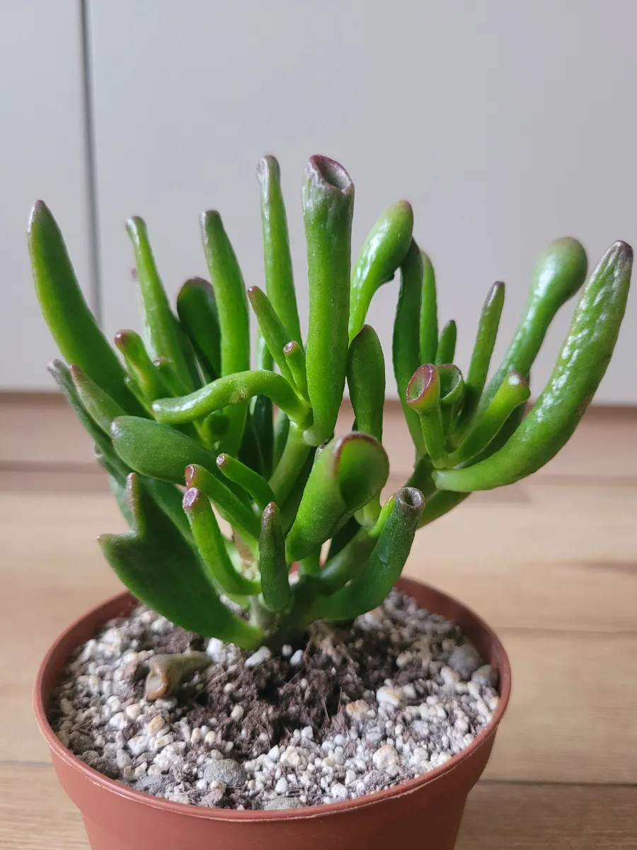 Crassula ovata 'Gollum'