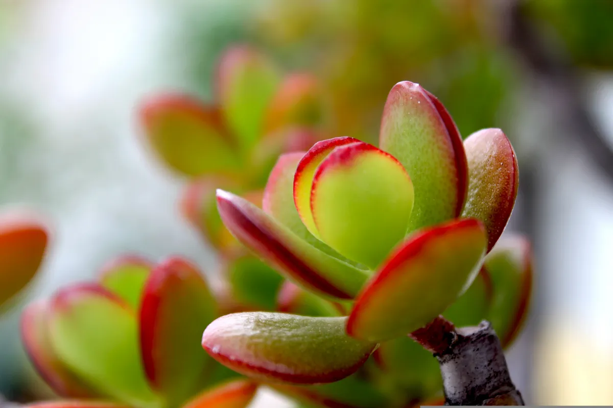 Crassula ovata 'Hummel's Sunset'