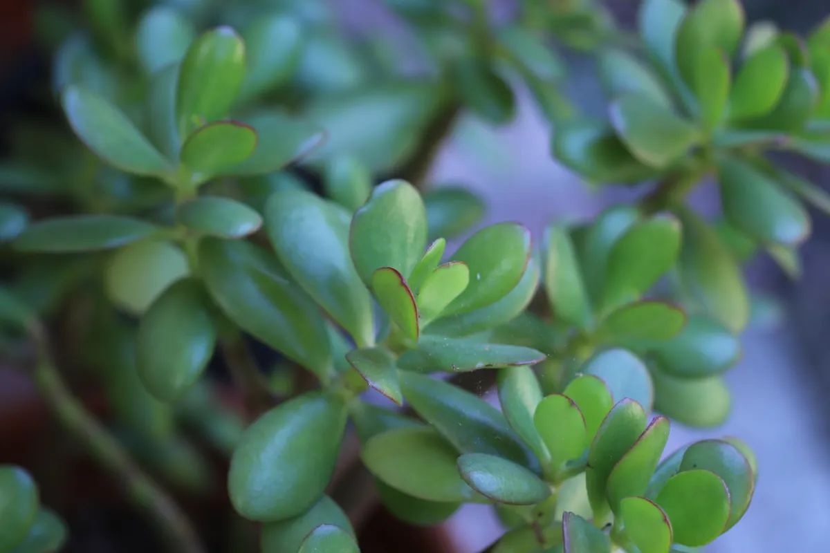 Crassula ovata