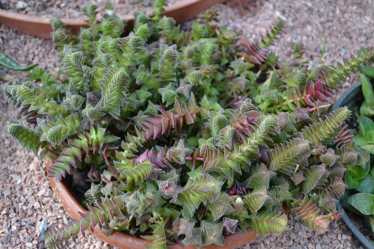 Crassula perforata