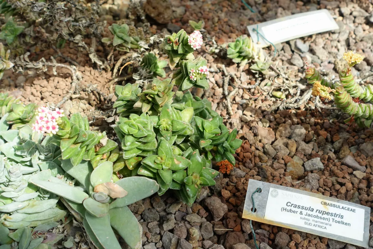 Crassula rupestris