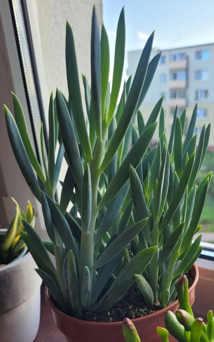 Curio ficoides 'Mount Everest'