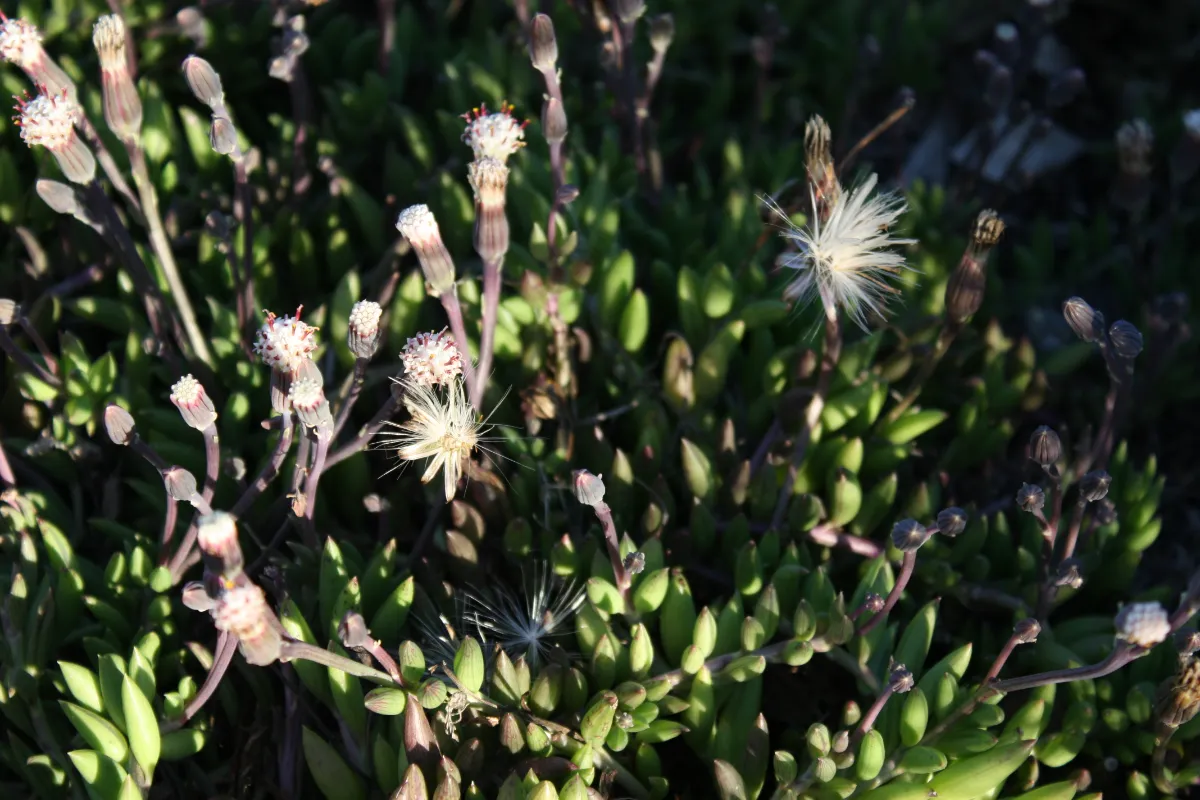 Curio radicans