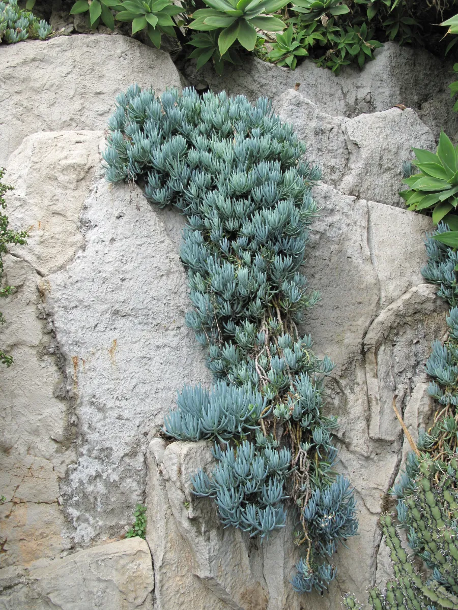 Curio talinoides var. mandraliscae