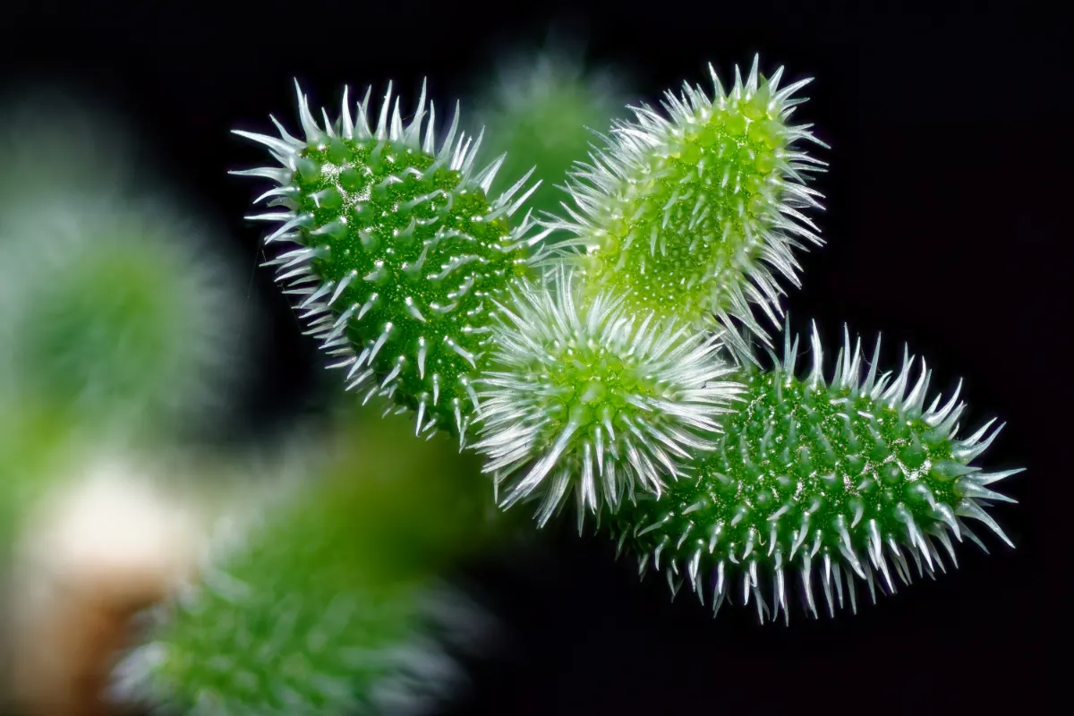 Delosperma echinatum