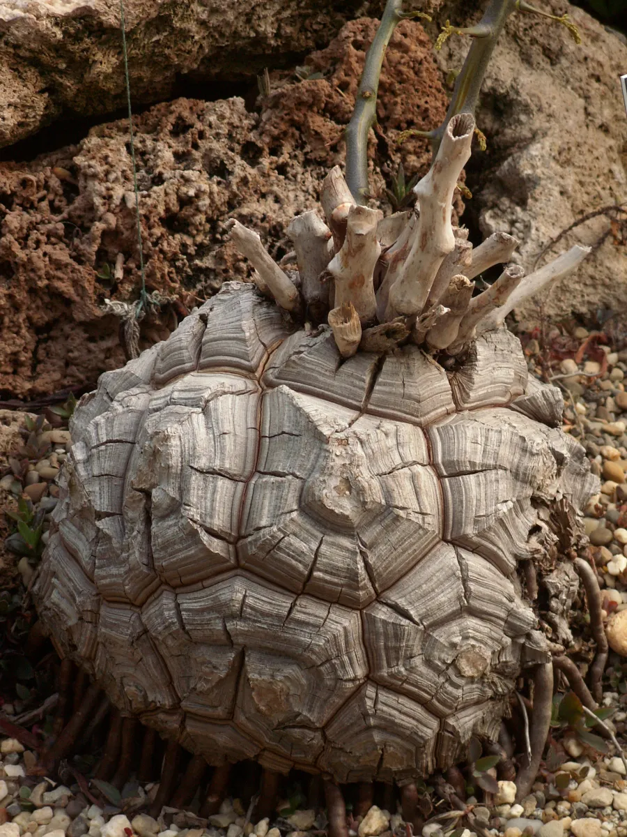 Dioscorea elephantipes