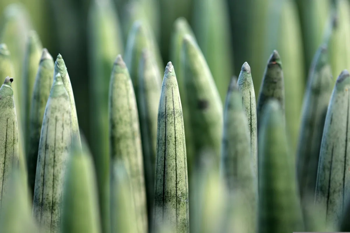 Dracaena angolensis