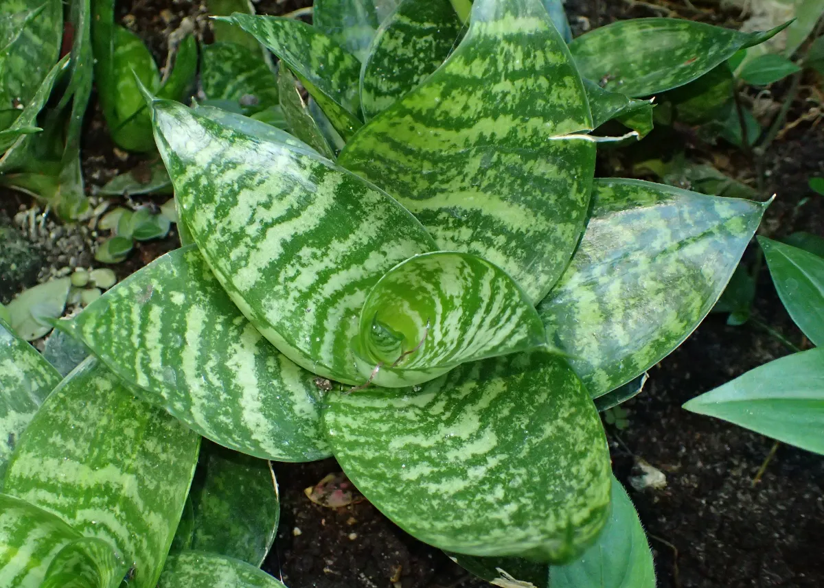 Dracaena trifasciata 'Hahnii'