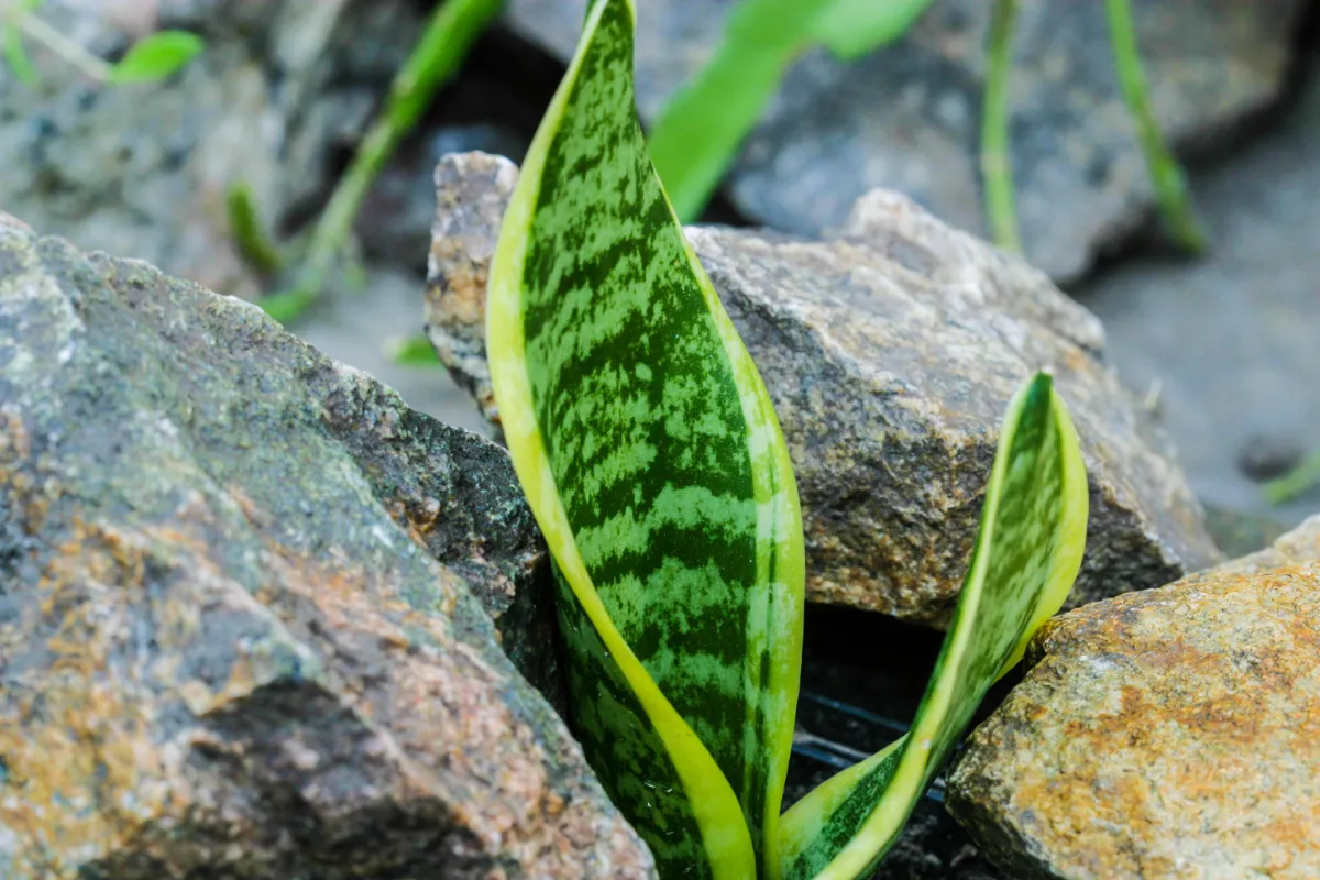 Dracaena trifasciata
