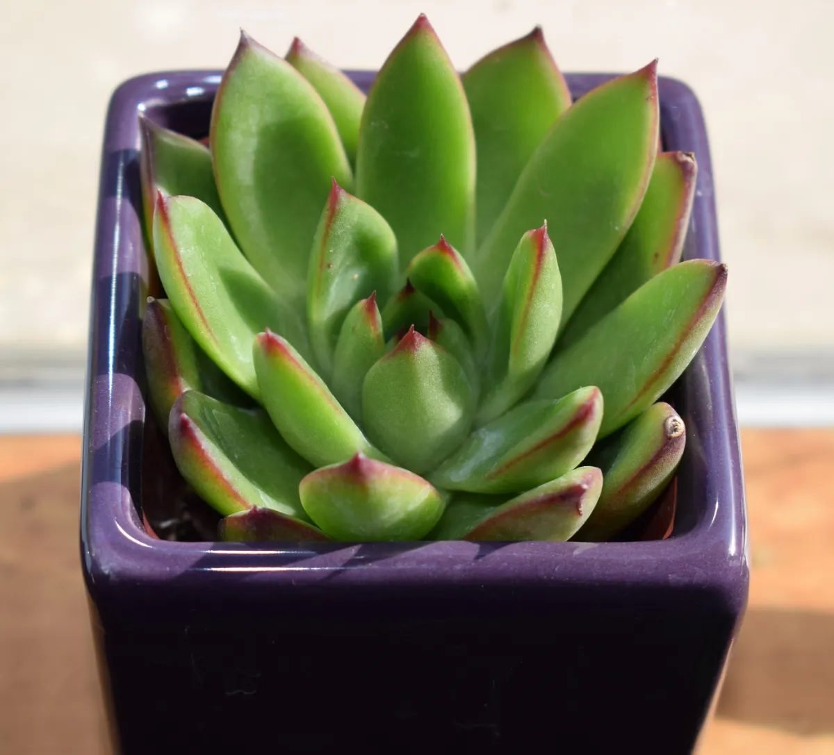 Echeveria agavoides