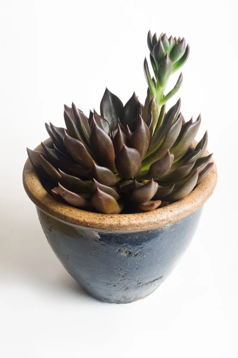 Echeveria 'Black Prince'