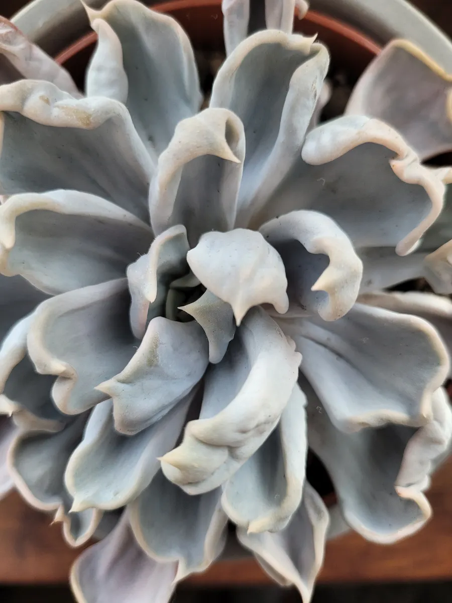 Echeveria 'Cubic Frost'