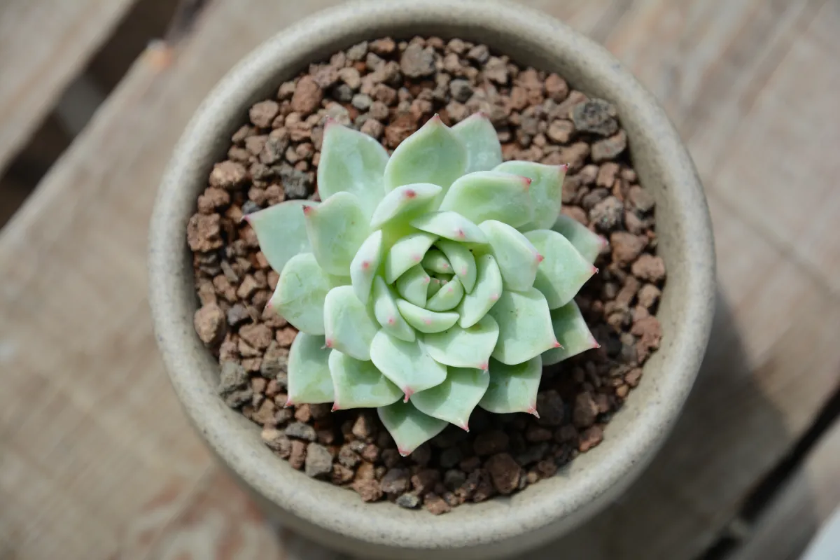 Echeveria elegans