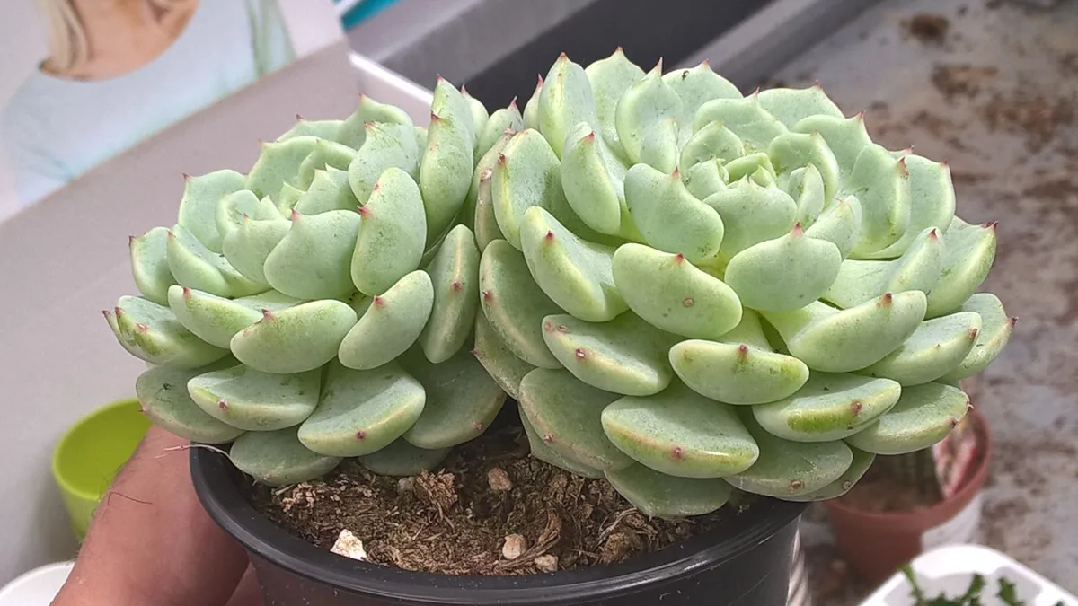 Echeveria globulosa