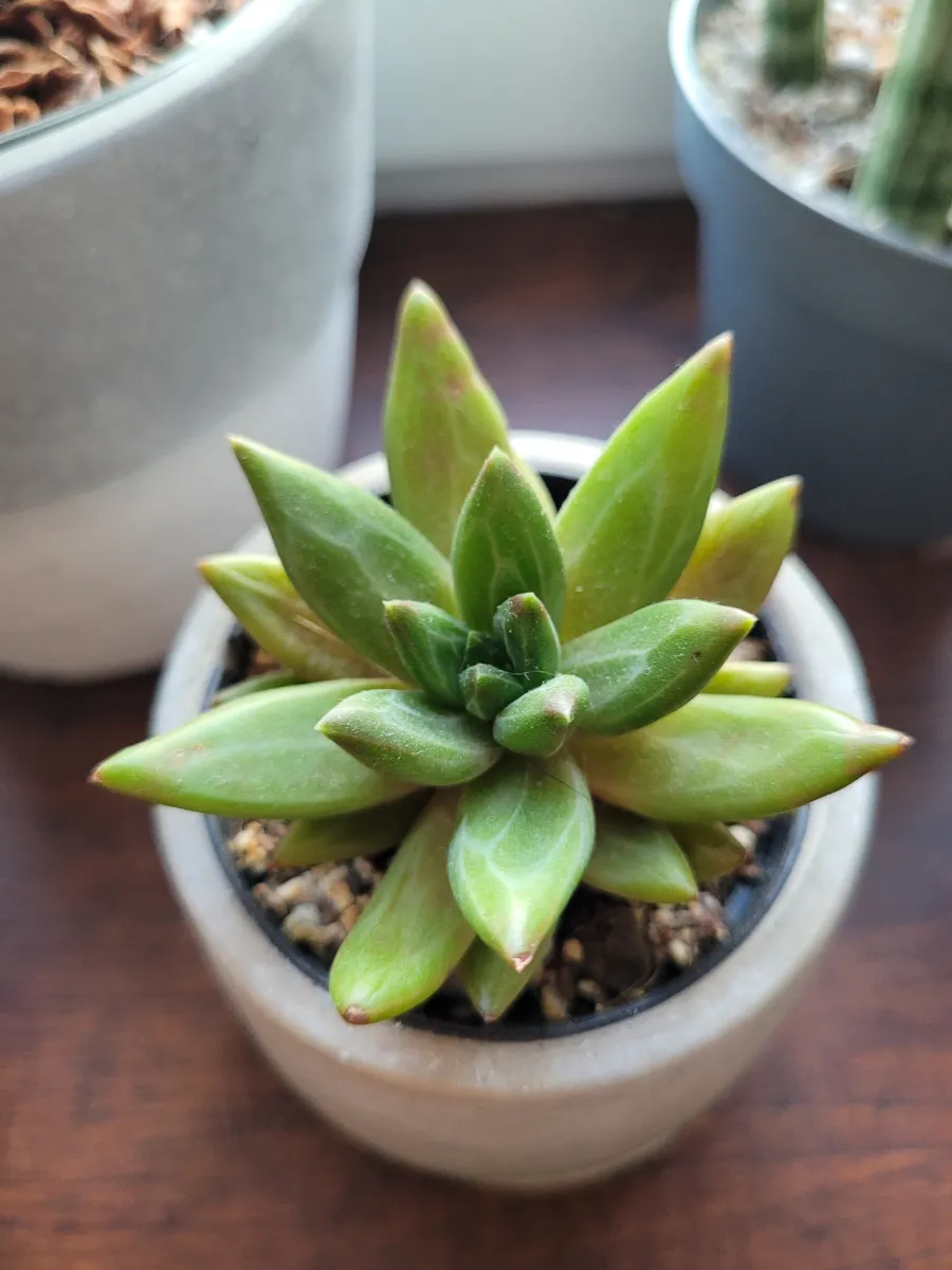 Echeveria 'Izar'