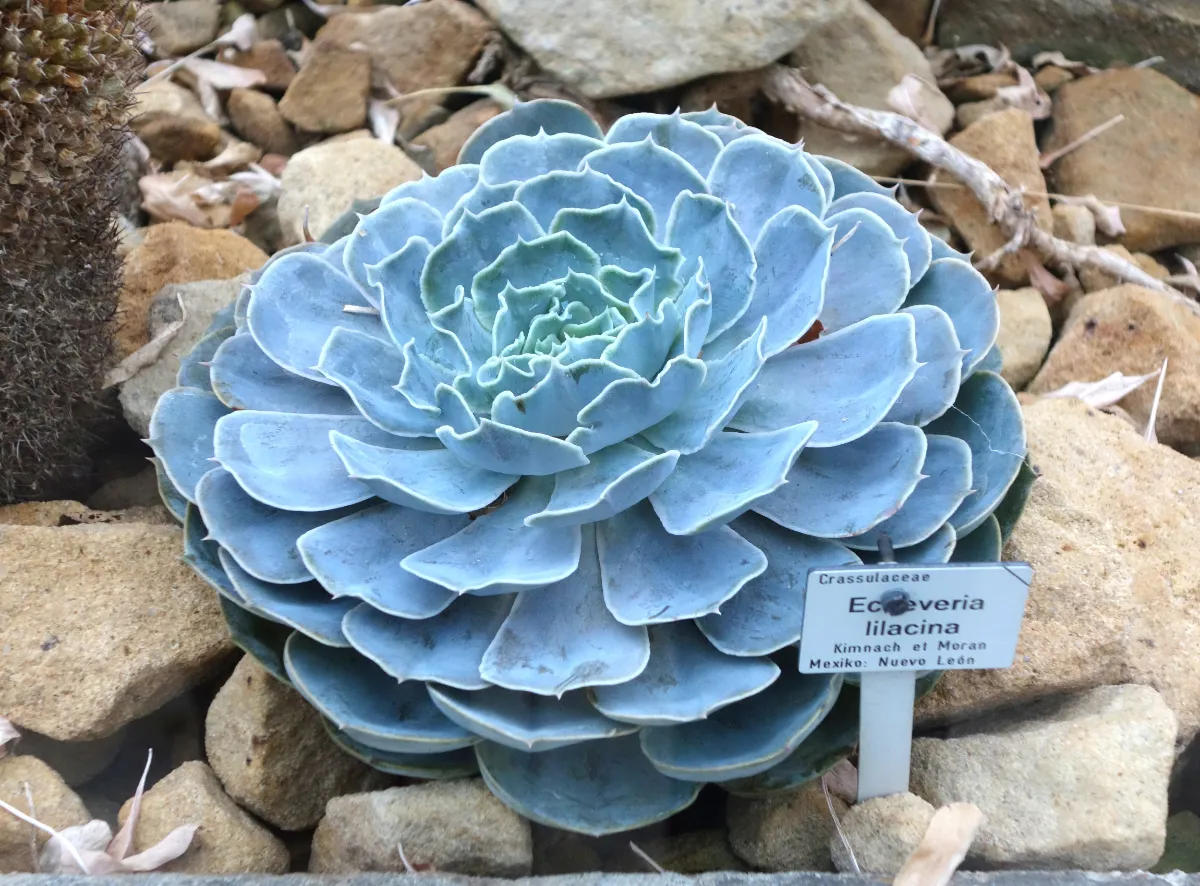 Echeveria lilacina