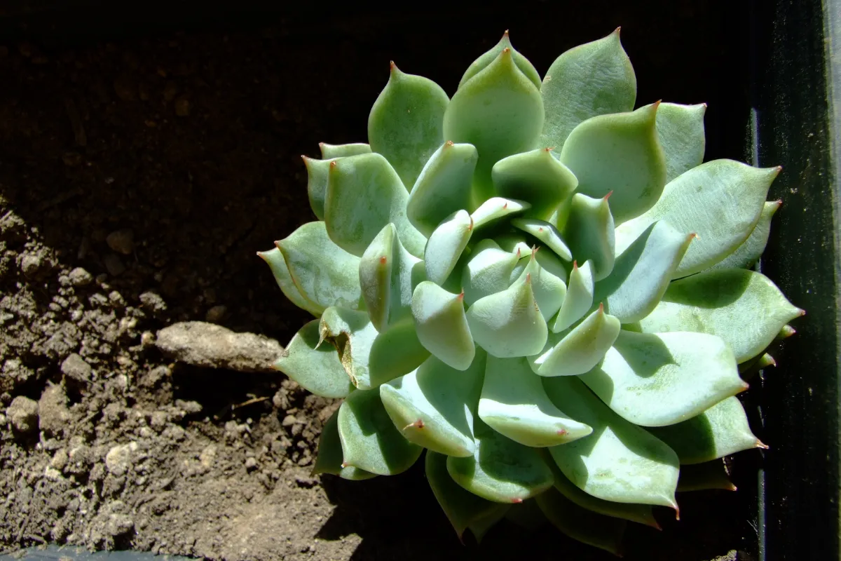 Echeveria 'Lola'