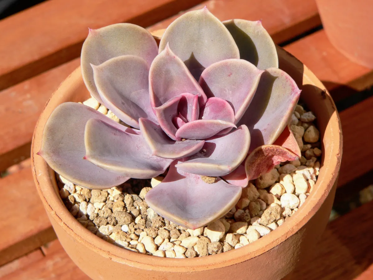 Echeveria 'Perle von Nürnberg'
