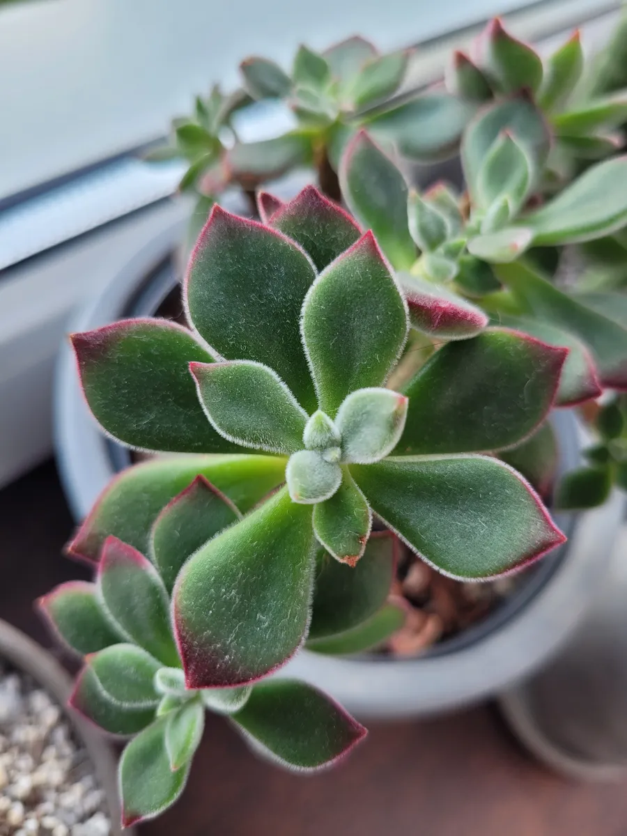 Echeveria pulvinata 'Devotion'