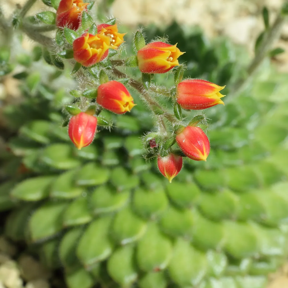 Echeveria setosa