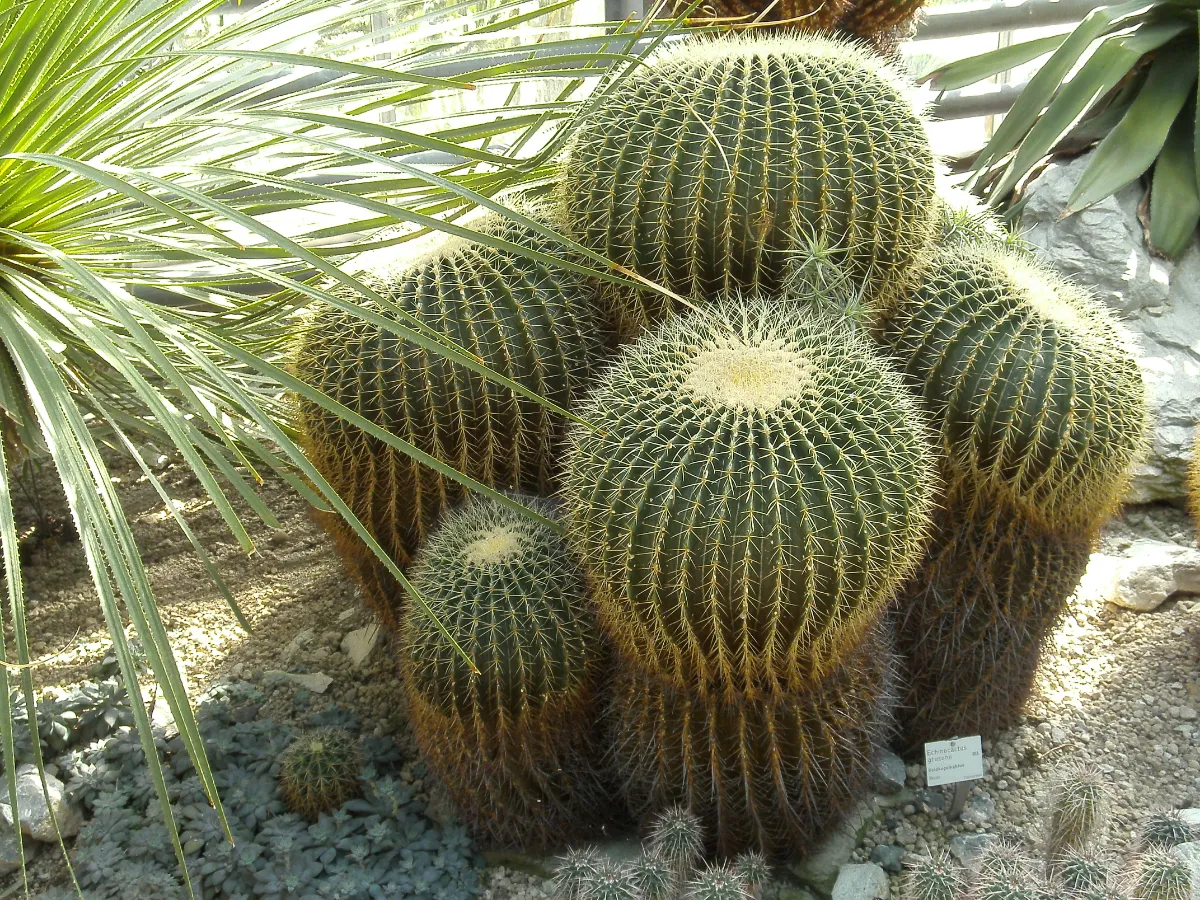 Echinocactus grusonii