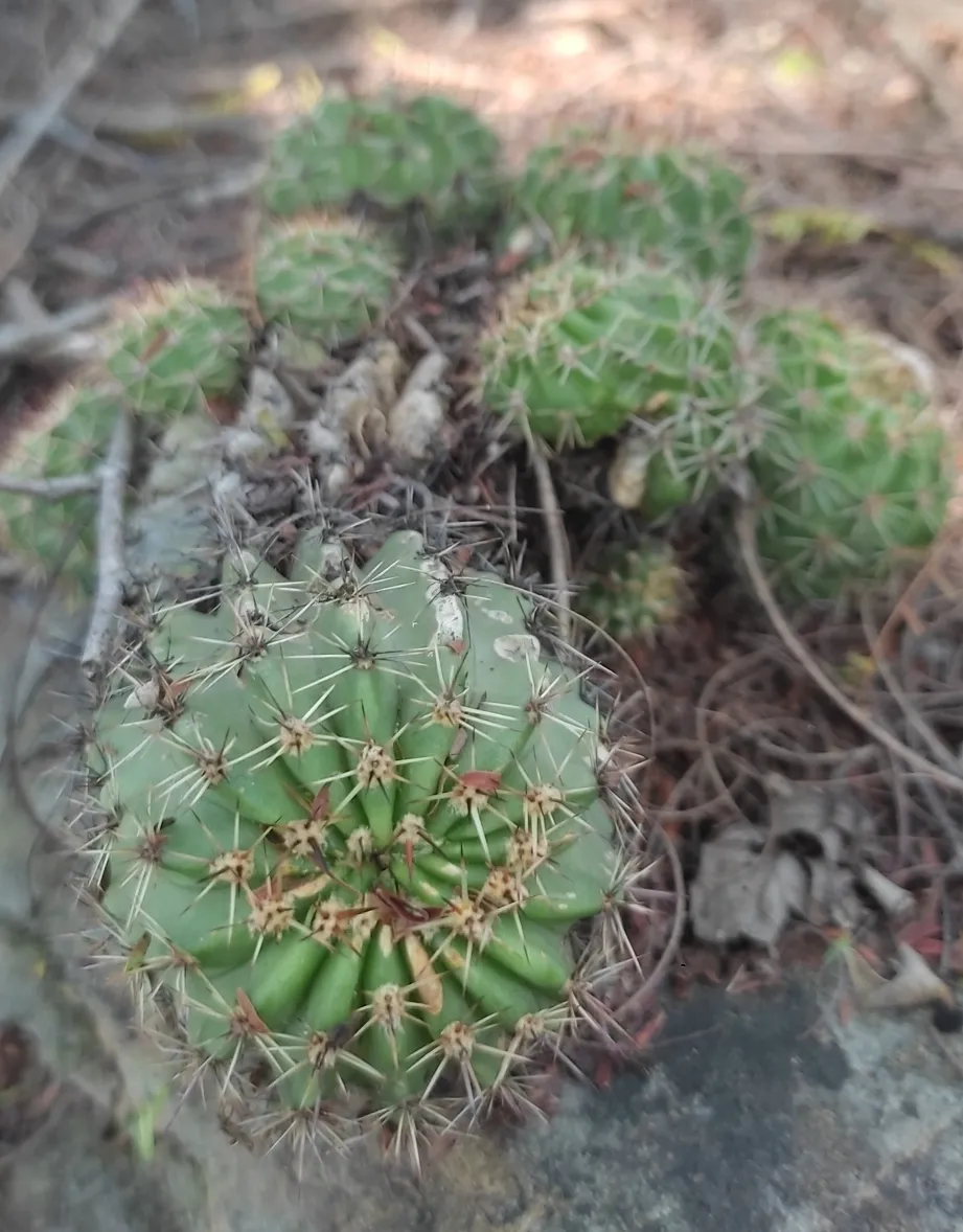 Echinopsis aurea